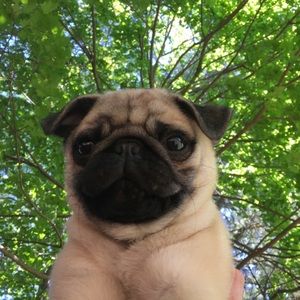 Meet your Posher, William